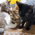 暑くなってきたので『猫用コタツ』を片付けようとしたら…思わず笑っち…