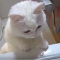 お風呂の蓋を購入した飼い主様。これで一緒に入浴できるよ！