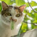 猫が猫じゃらしを食べるのは大丈夫？注意したい2つの事