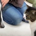 『仲良しになりたいニャ…』憧れのわんこに近づきたい猫くん