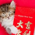 【世界にゃん事情】中国・北京編の猫たち