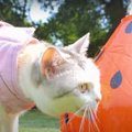 スイカから恵みの雨？！猫ちゃんの夏っぽい水分補給