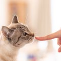 猫は『見た目』で人を判断する？猫があなたや家族を他人と見分けるために…