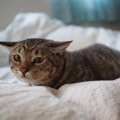 猫にとって『人間』はどういう存在なの？