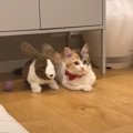 猫に『うさぎのぬいぐるみ』プレゼントした結果…まさかの光景が可愛す…