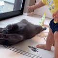 猫に近づく赤ちゃん→撫でようと手を伸ばしたら…『まさかの展開』が尊すぎ…