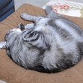 お気に入りクッションの上で猫ちゃんのニャルマジロ寝♪