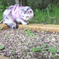 シロバナタンポポの成長を見守る猫ちゃん♡