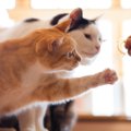 猫の『食べ物の豆知識』4つ！魚が大好きなのはウソ？ホント？