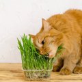 猫に与えない方がいい3つの「消化しにくい物」考えられる症状や対処法