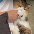 飼い主さんとまったりと過ごす猫くん♡