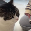 赤ちゃんを初めて見た猫親子の反応は…？