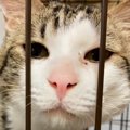 『今から猫を捨てにいく！』とSNSに投稿…８年もの間ケージに閉じ込め…