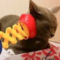 『狂暴ティッシュ潰し猫』にロケットパンチしてみたら…まさかの表情が…