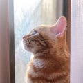 猫が窓の外を眺めている時の心理4つ