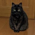 瀕死の子猫…愛情をもらい世話好きの可愛いレディに成長！