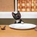 猫からあなたに『頼みごとがある』ときのサイン5つ　要求を見分けるコツや…