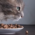 猫の餌にはどんな種類がある？選びかたや手作り食についても解説！