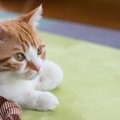 猫がこたつを好きなのはどうして？使う時の注意点