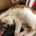 猫がリラックスしている時の仕草３つ