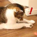 すぐに飽きる？遊ぶ猫さんたちの性格の違い