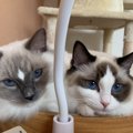 猫が『好きと伝えたい』時にする仕草5選