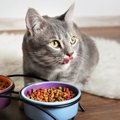 今猫に与えている『食事・水』の量は適切？年齢別の正しい与え方4つ