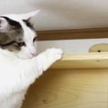 おもちゃを取りたい！猫ちゃんのむちむち大作戦？！