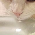 水飲み場にやってきた2匹の猫→1匹が水を飲み始めると…まさかの展開に6…