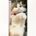 前足を上げる猫の『後ろに飾られたイラスト』を見てみると…とっても素…