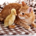 猫が自分と違う動物の世話をするのはなぜ？優しい猫様のお気持ち