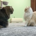 うっかり『母猫の逆鱗』に触れてしまった娘猫→救世主が現れて……家族の…