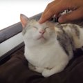 寒い時期限定！猫ちゃんのナイトルーティーン♡