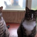 猫1「やったのはコイツです」猫2「裏切りものー！」　の一部始終