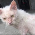 骨と皮だけの痩せた子猫…保護され輝く美猫になった姿に感動！