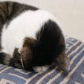 愛猫がうつ伏せで『ごめん寝』をするときの理由4選　お顔を隠して苦しくな…