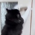 クーラーをつけた途端、まっすぐドアに向かう猫…『まさかの光景』に笑う人…