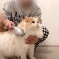 長毛猫を『２年ぶりにシャンプー』してみた結果…驚きの『シャンプー後の姿…