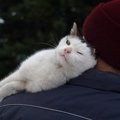 猫が苦手な人が怖いと感じるしぐさ３つ