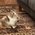『ソファを眺めていた子猫』→周囲を見回した直後に……可愛すぎて笑ってしま…