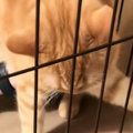病院に連れていかれた猫→帰宅後、ケージから出そうとしたら…可愛すぎ…