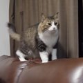 扉が勝手に開いた？！現れたのは…猫ちゃんだった！！