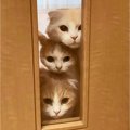 『猫3匹』が仲良く"窓を覗いた"結果…可愛すぎる『猫だんご…