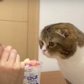 飼い主さんのアイスを見つめるおねだり猫ズ！