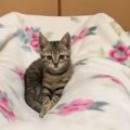 保護された子猫→飼い主さんの足の間で遊んでいると……まさかの瞬間に「可愛…