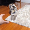 手をぱくぱく！対象的な猫ちゃんの反応に思わず笑っちゃう