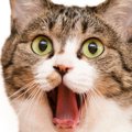 猫が『パニック状態』に陥る瞬間4選　避けるべきNG対応や落ち着かせる方法も