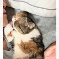 『毛づくろいの最中に顎出しても猫にバレない説』検証してみた結果→"…