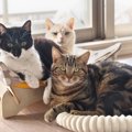 先住猫が新入り猫を『受け入れた』サイン3つ　打ち解けてもらうコツから注…