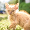 猫伝染性腹膜炎（FIP）について 感染経路や症状の治療法